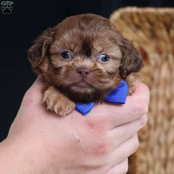 George (Mini), Shih Tzu Puppy